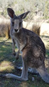 Waterholes wildlife
