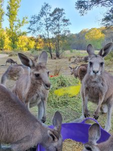 Waterholes wildlife