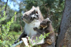 Koala Shelter